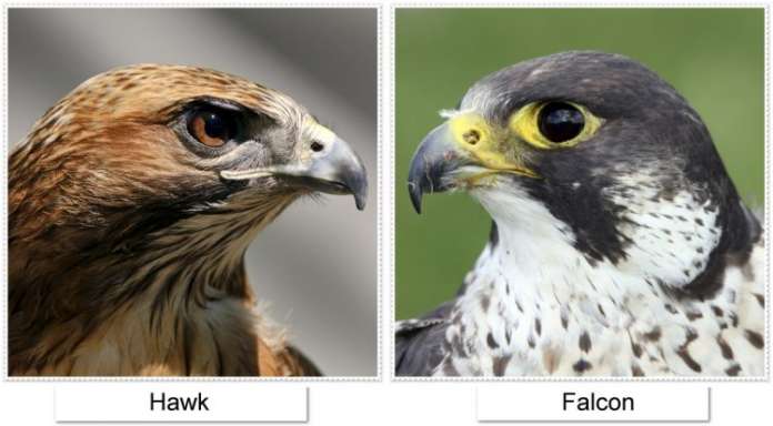 difference between hawk and falcon and eagle