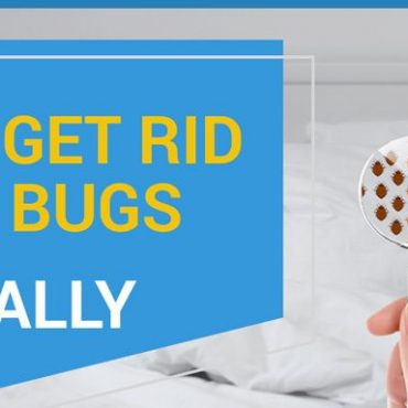does peppermint oil repel bed bugs