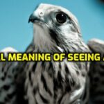 🥇 What is the Biblical Meaning of Seeing a Hawk【 2021 】Animal totem