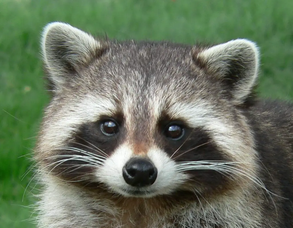 what-s-the-biblical-meaning-of-raccoon-2021-dream