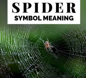 spider dream meaning download free