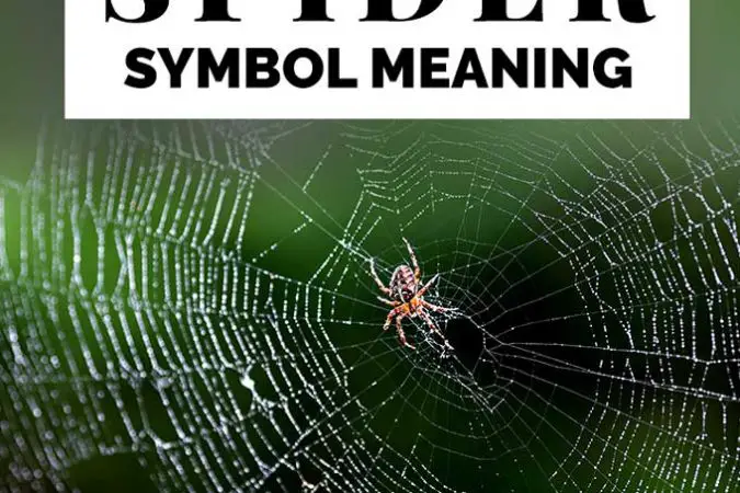 spiritual-meaning-of-a-spider-crawling-on-you-2022