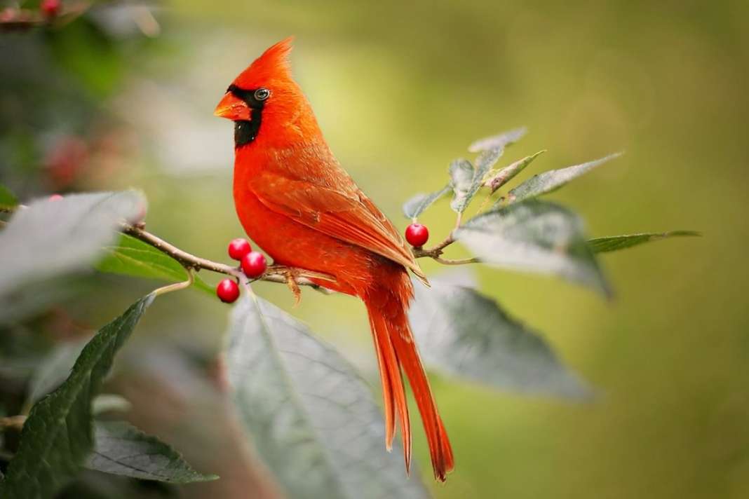 red-cardinal-biblical-meaning-symbolism-of-faith-2020