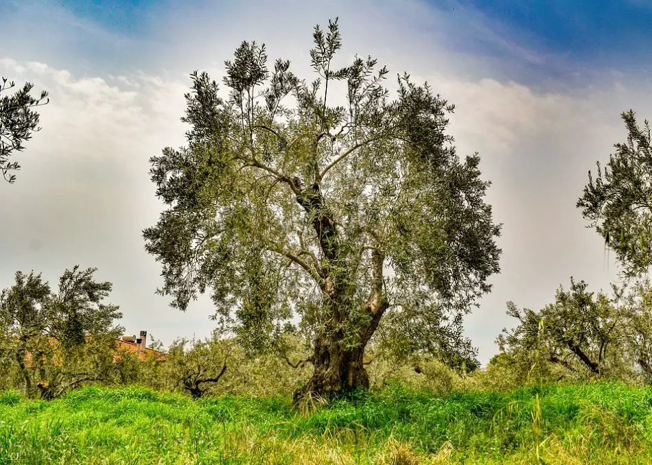 🥇 Significance Of Olive Tree In Bible【 2021