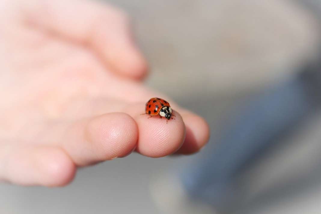  What Does It Mean When A Ladybug Lands On You 2020 