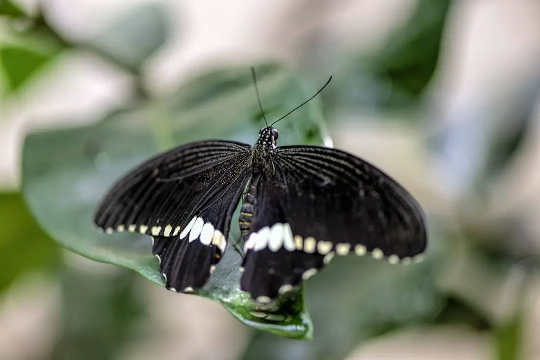  Black Butterfly Meaning 2021 Myths Spiritual Symbolism