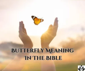 Butterfly Meaning In The Bible