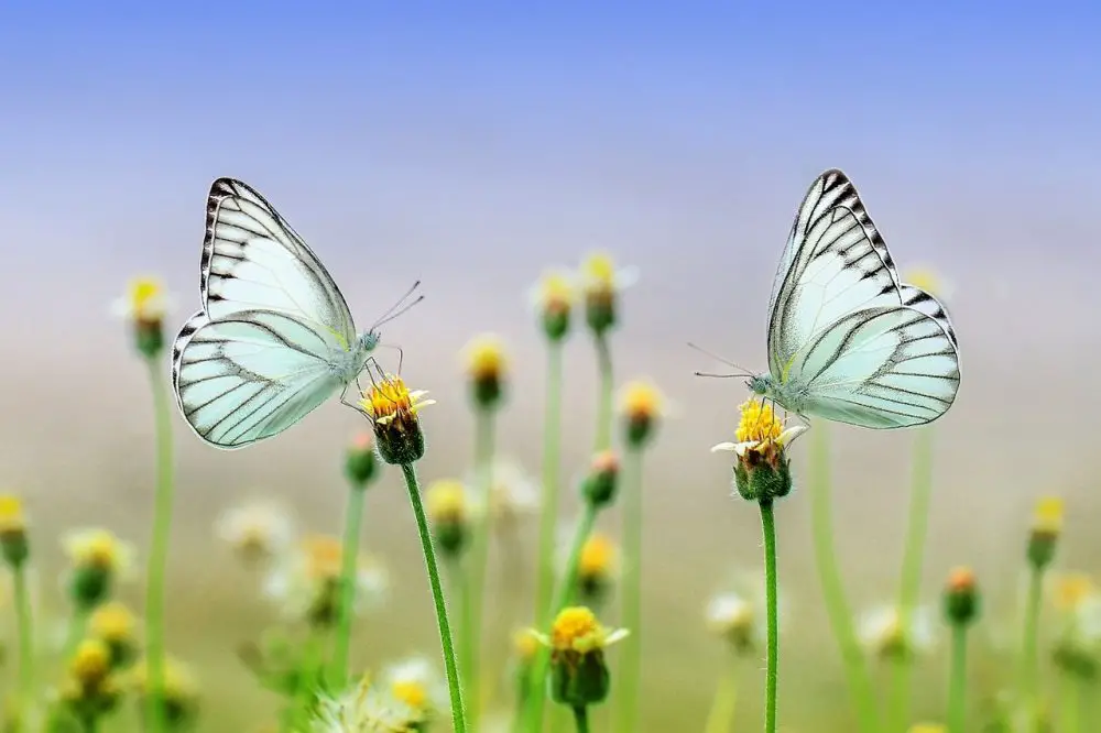 Butterfly Meaning In The Bible